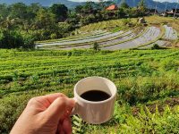 Potensi Perkebunan Kopi Desa Arabika Sinjai Barat: 7 Peluang Unggul yang Menjanjikan
