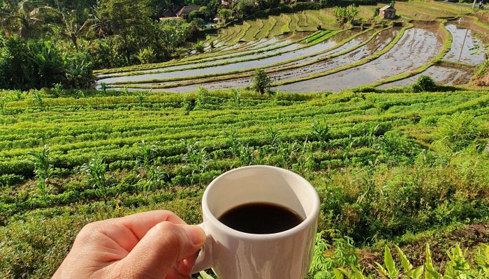 Potensi Perkebunan Kopi Desa Arabika Sinjai Barat: 7 Peluang Unggul yang Menjanjikan